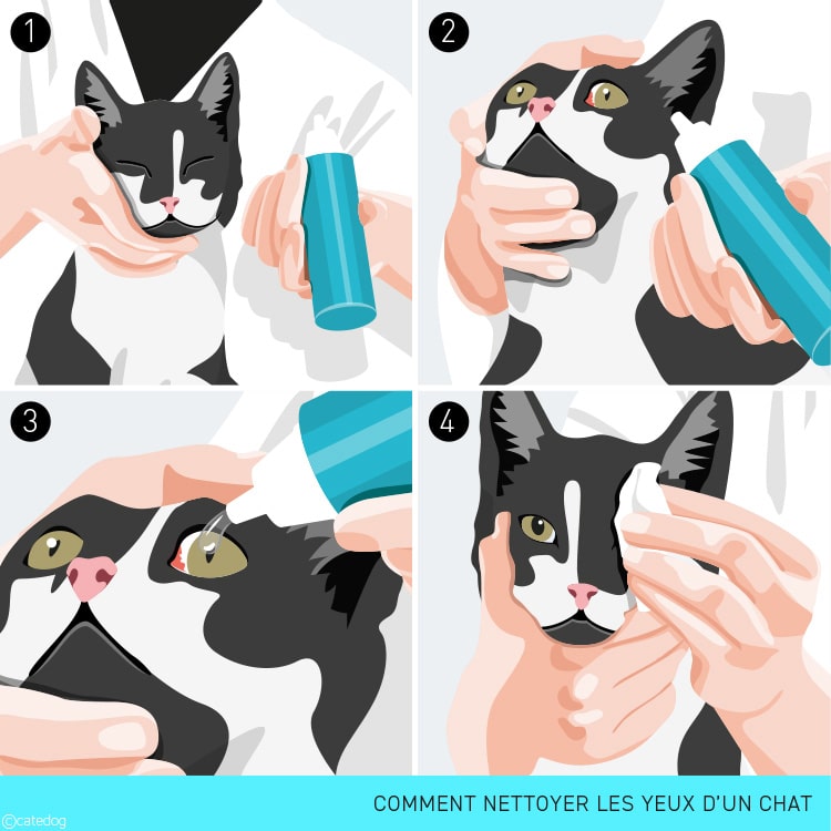 Comment nettoyer les yeux d'un chat avec une conjonctivite