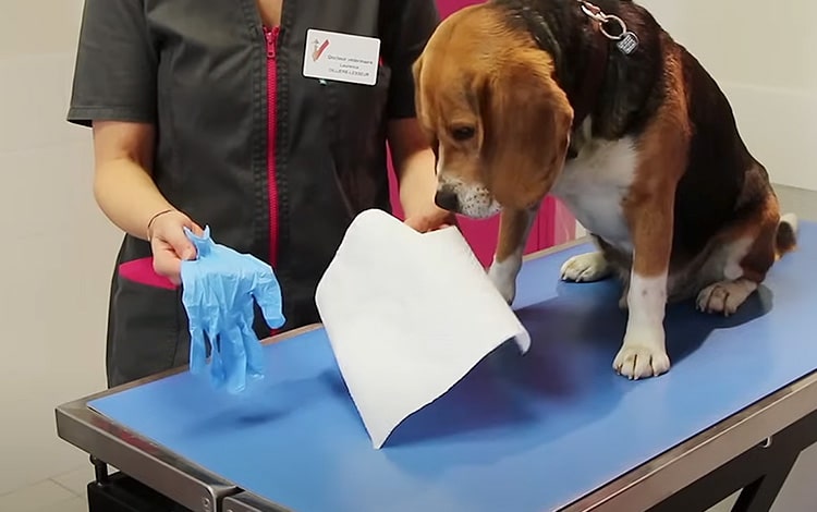 Comment vider les glandes anales du chien