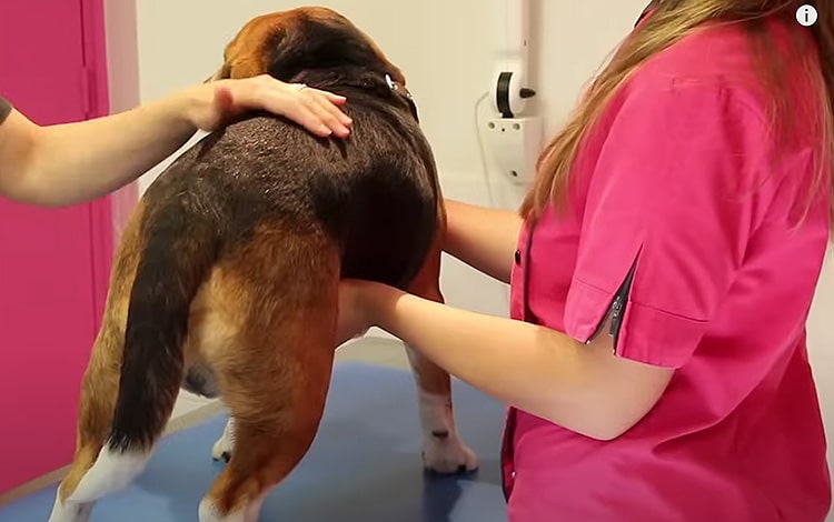 Comment vider les glandes anales du chien