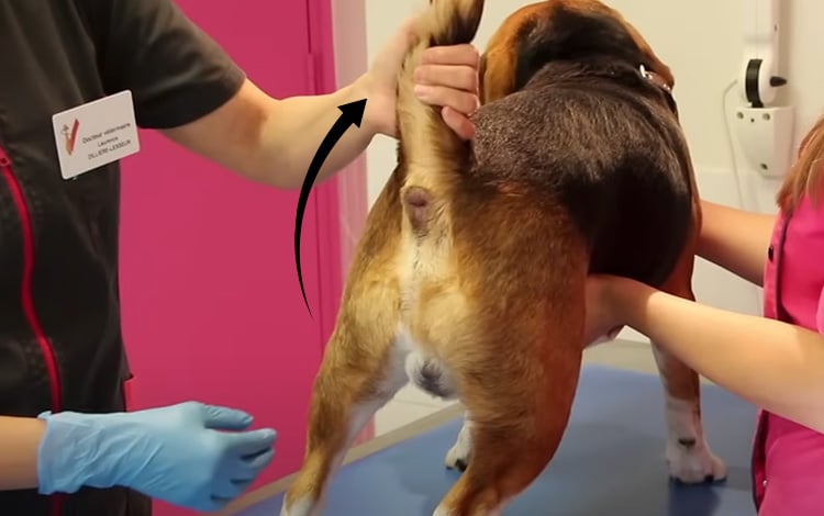 Comment vider les glandes anales du chien