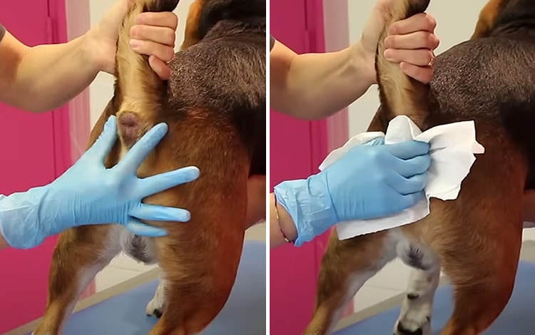 Comment vider les glandes anales du chien