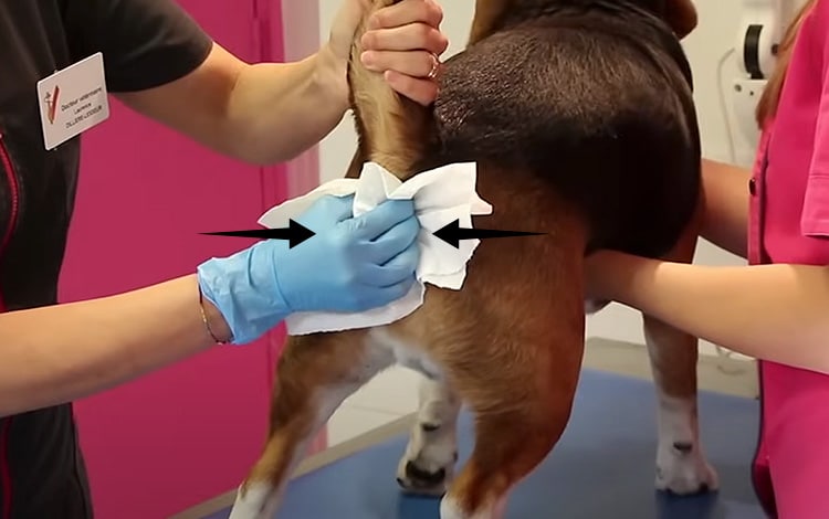 Comment vider les glandes anales du chien