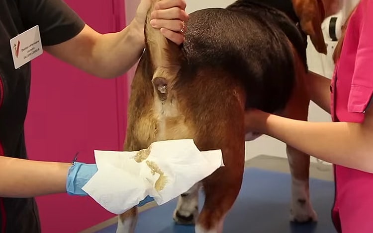 Comment vider les glandes anales du chien