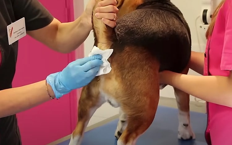 Comment vider les glandes anales du chien