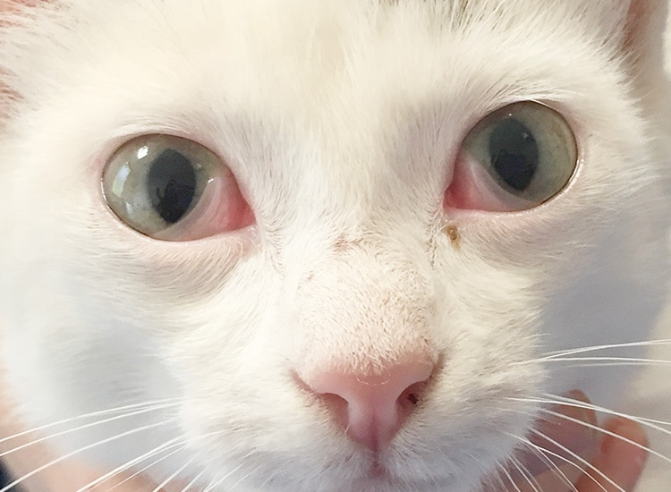 Conjonctivite chez un chat avec remontée de la 3ème paupière sur le globe oculaire