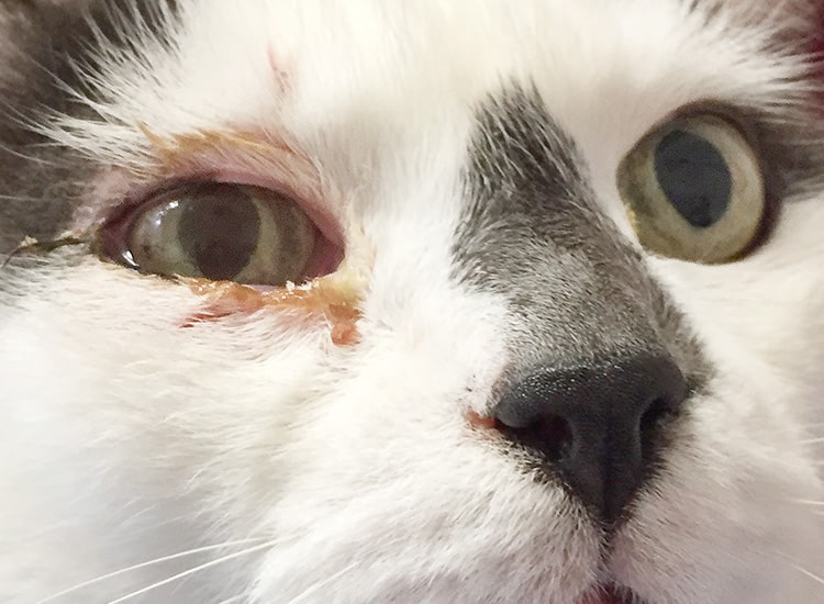 Conjonctivite suppurée chez un chat