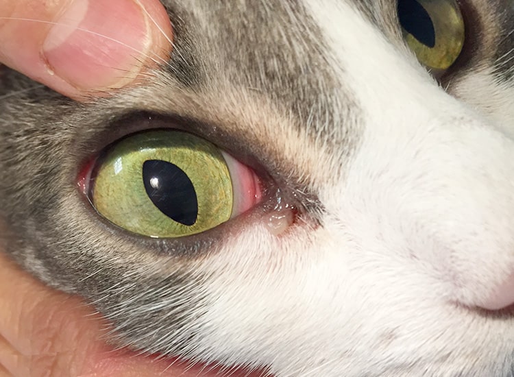 Conjonctivite chez un chat avec larmoiement à l'angle interne de l'œil