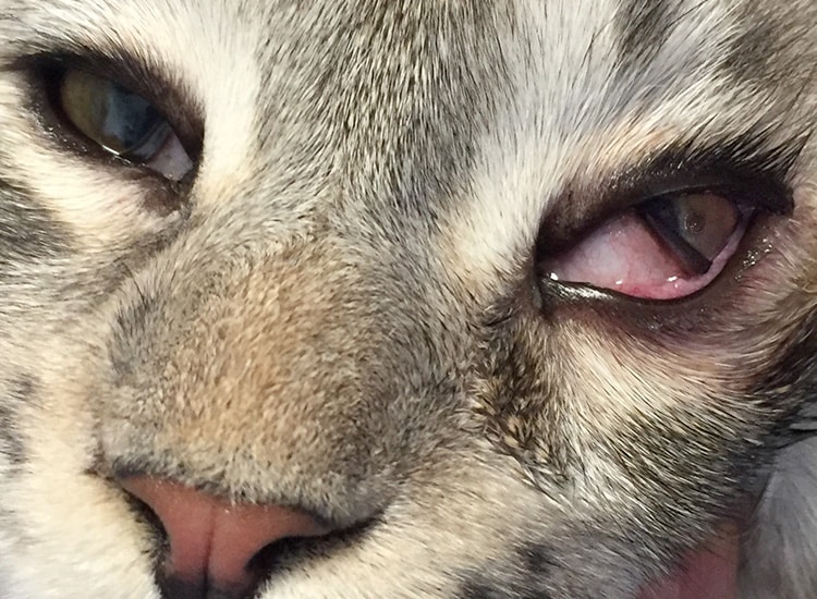 Conjonctivite suite à un ulcère de la cornée chez le chat