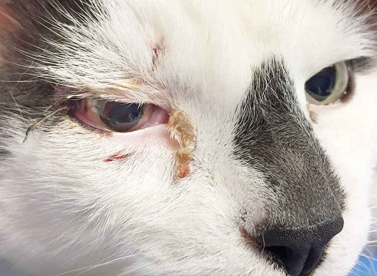 Conjonctivite suppurée chez un chat