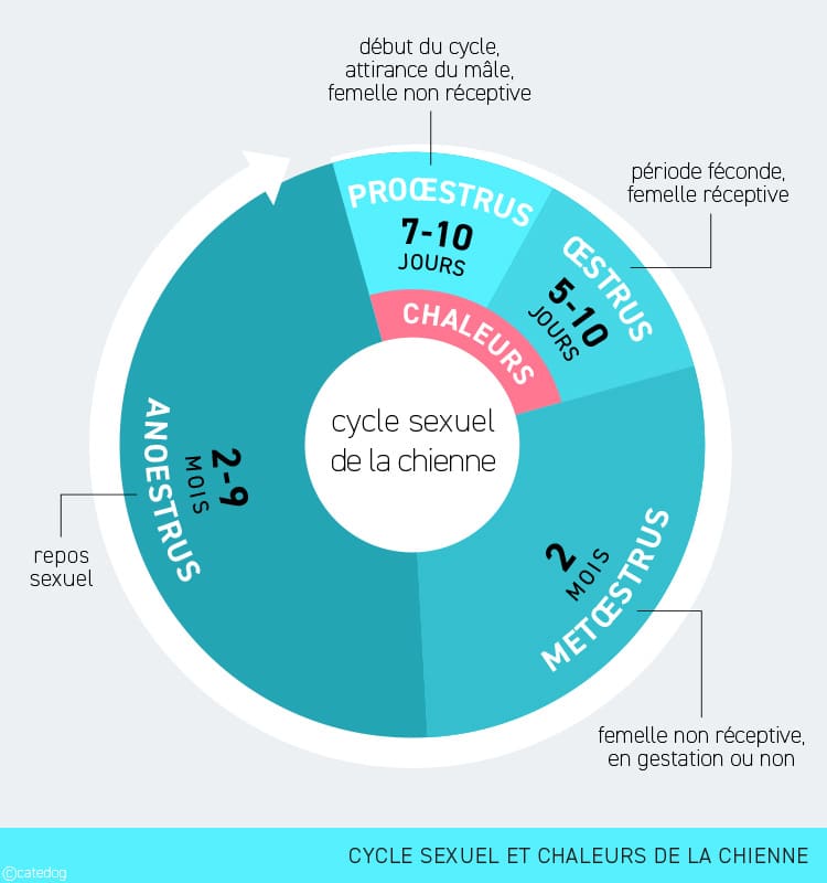 Cycle sexuel et chaleurs de la chienne