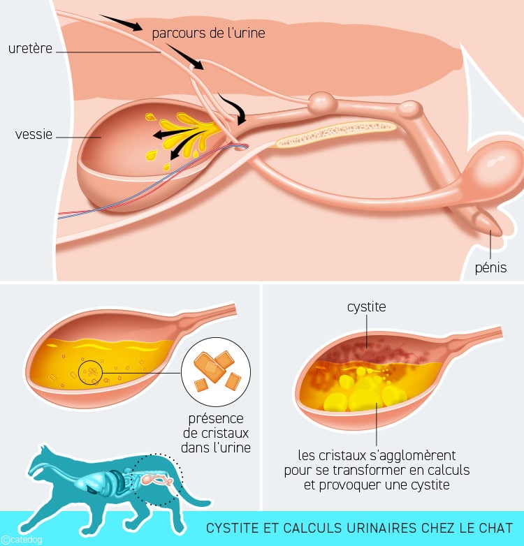 Cystite et calculs urinaires dans la vessie du chat