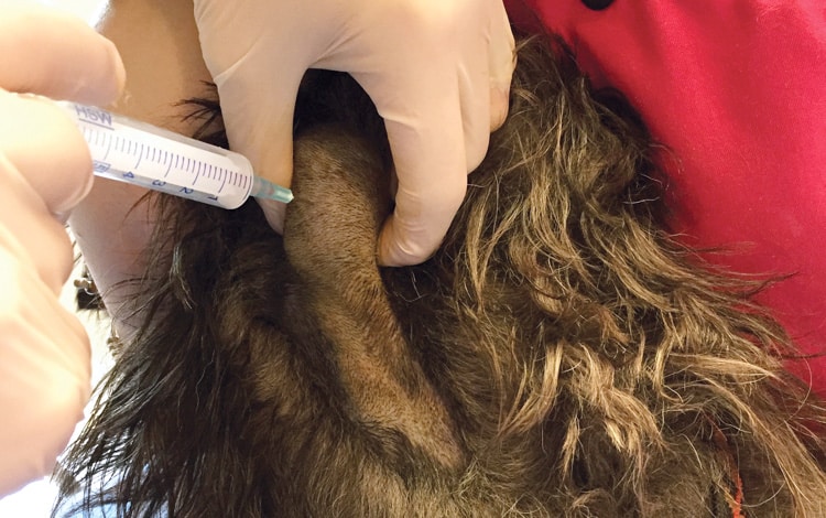 Ponction d’un ganglion mandibulaire chez ou chat pour analyse d'une tumeur de la peau lymphome