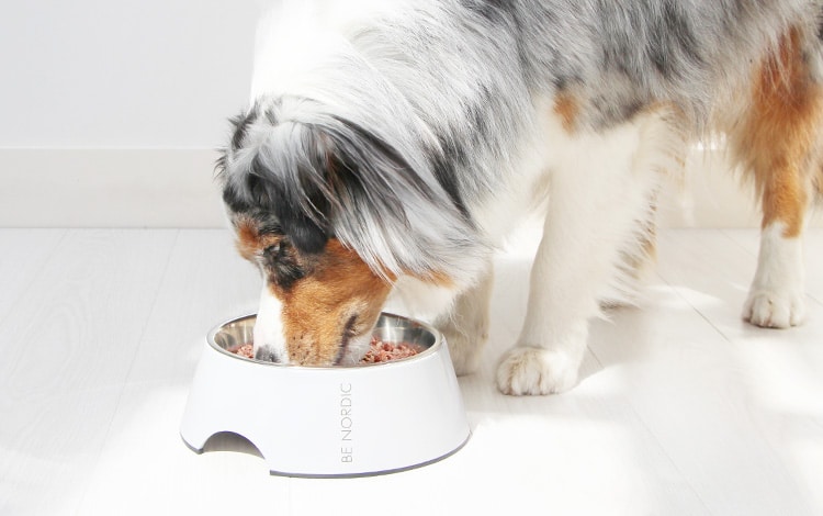 Avis vétérinaire et code promo Dog Chef chien