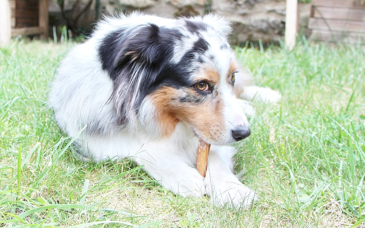 Avis vétérinaire et code promo Dog Chef chien
