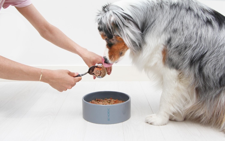 Avis vétérinaire et code promo Elmut chien