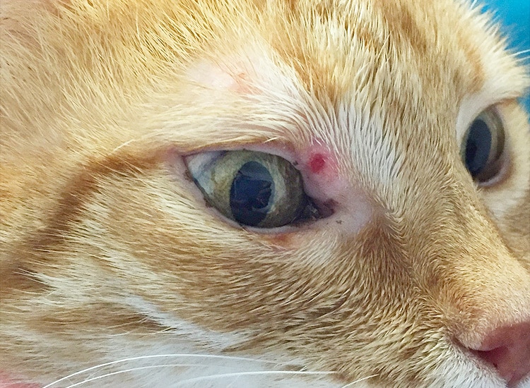 Epillet dans la paupière de l'œil d'un chat