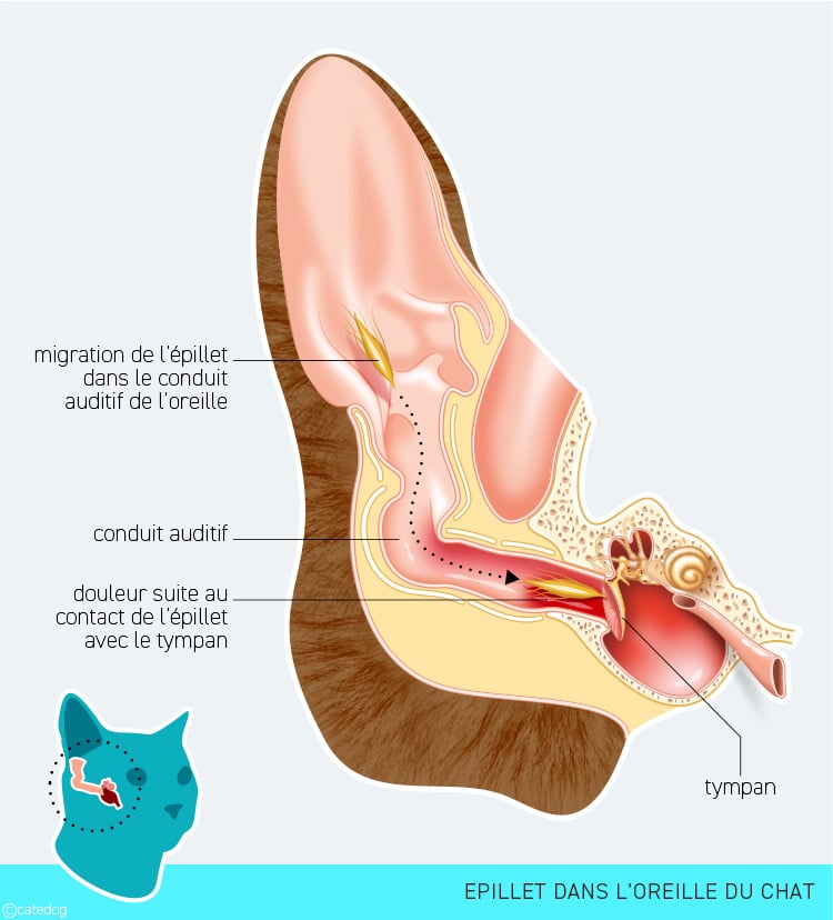 Epillet dans l'oreille du chat
