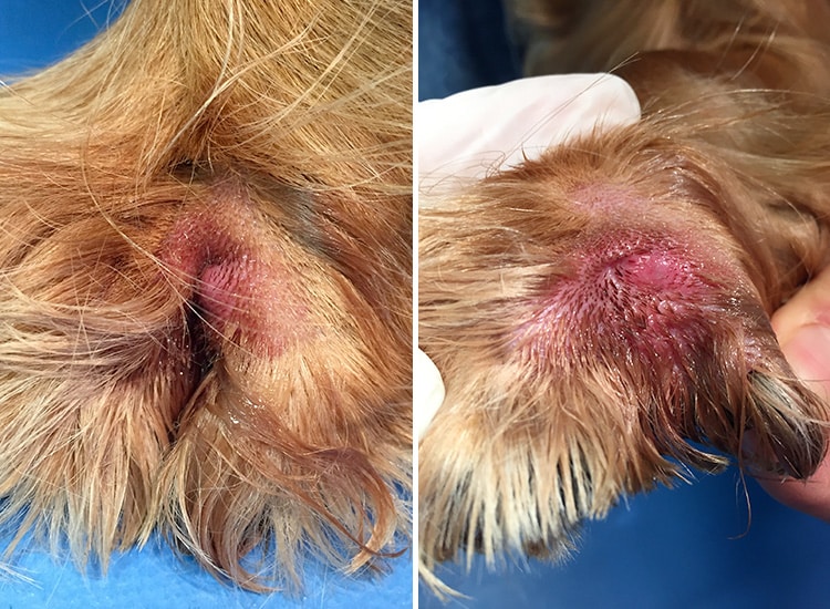 Epillet planté dans la patte d'un chien
