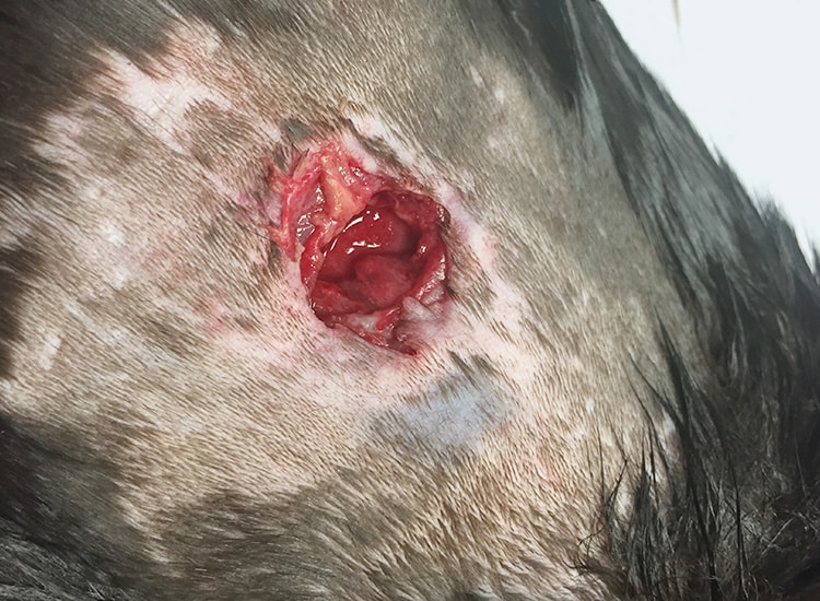 Epillet avalé et planté dans la peau d'un chat 
