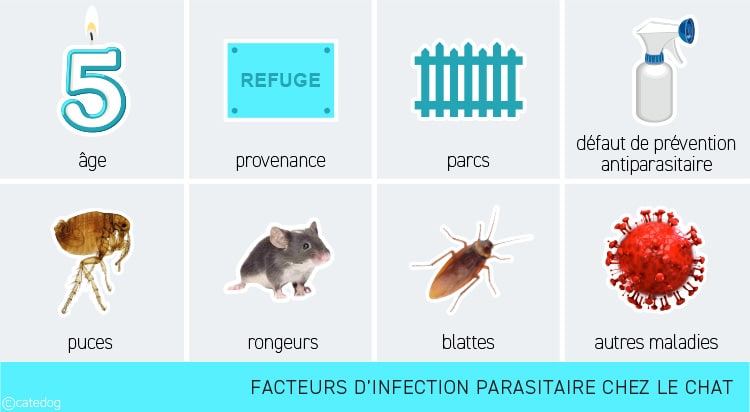 Facteurs d'infection parasitaire chez le chat