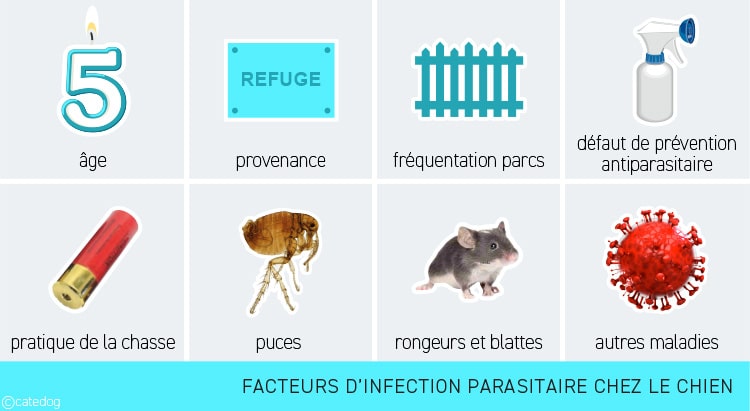 Facteurs d'infection parasitaire chez le chien