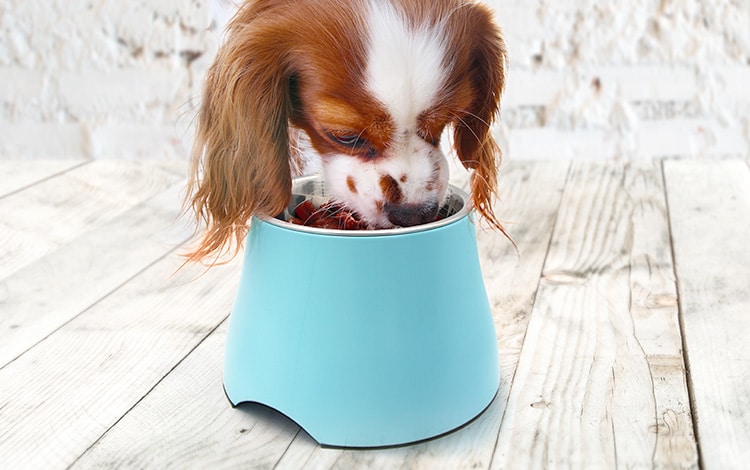 Gamelle surélevée pour chien avec de la toux ou un collapsus trachéal