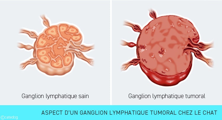 Tumeur lymphome avec ganglion lymphatique tumoral chez le chat