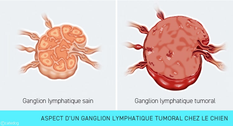 Tumeur lymphome avec ganglion lymphatique tumoral chez le chien