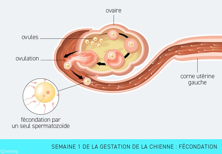 Gestation de la chienne semaine par semaine