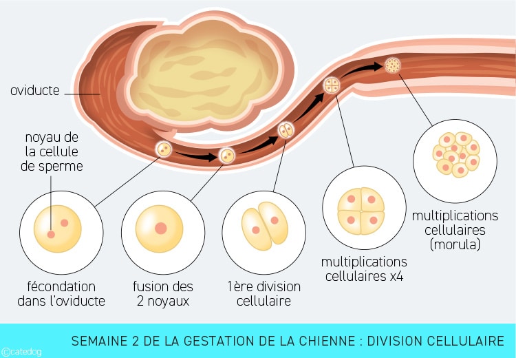 Gestation de la chienne semaine par semaine