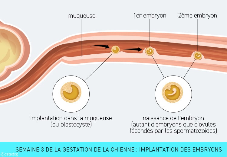 Gestation de la chienne semaine par semaine