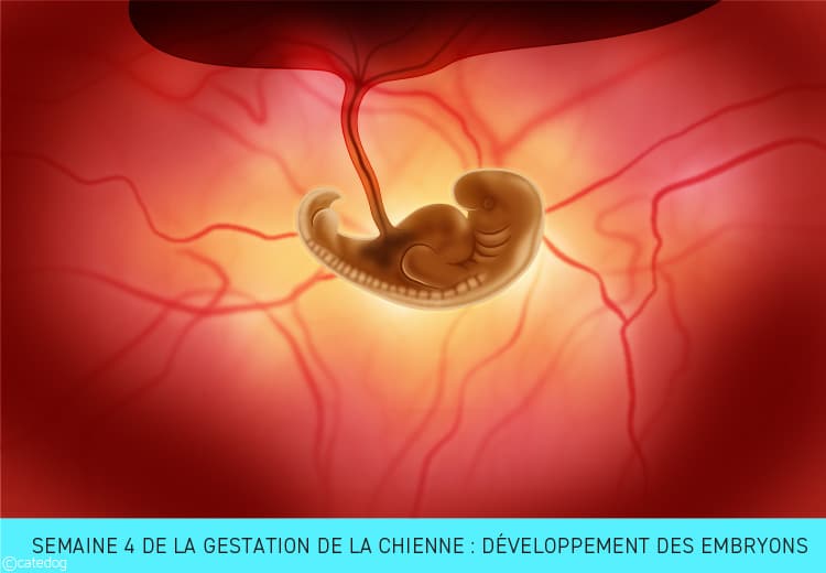 Gestation de la chienne semaine par semaine : développement des embryons