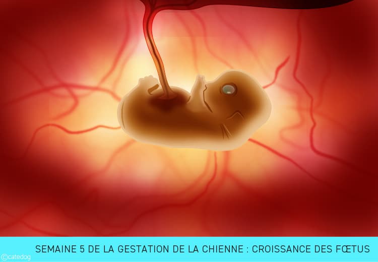 Gestation de la chienne semaine par semaine : croissance des fœtus