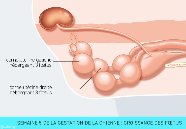 Gestation de la chienne semaine par semaine : croissance des fœtus