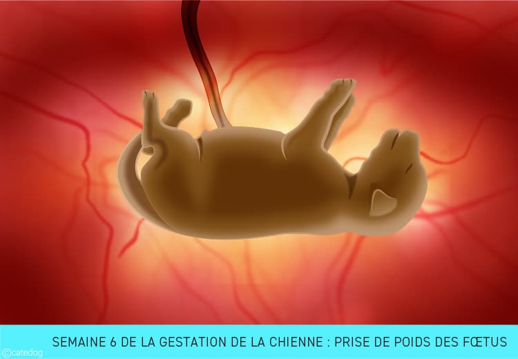 Gestation de la chienne semaine par semaine : prise de poids des fœtus