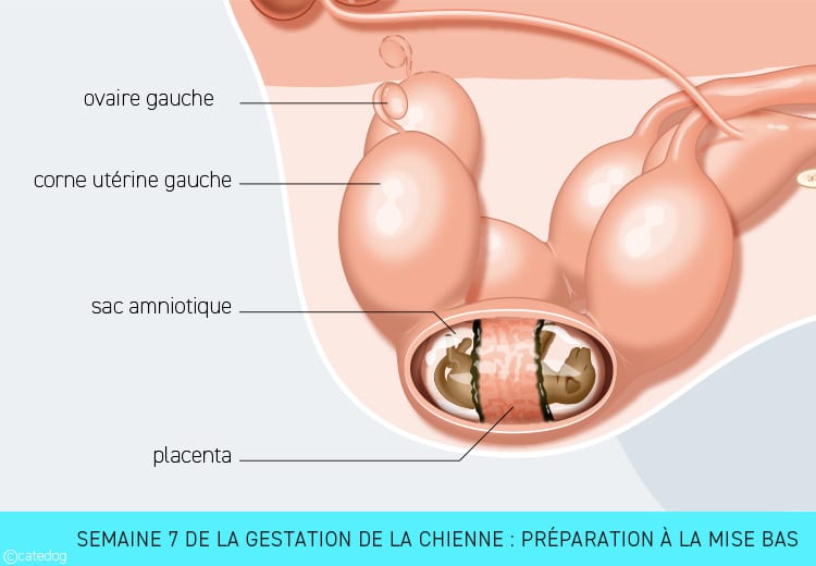 Gestation de la chienne semaine par semaine : préparation à la mise bas