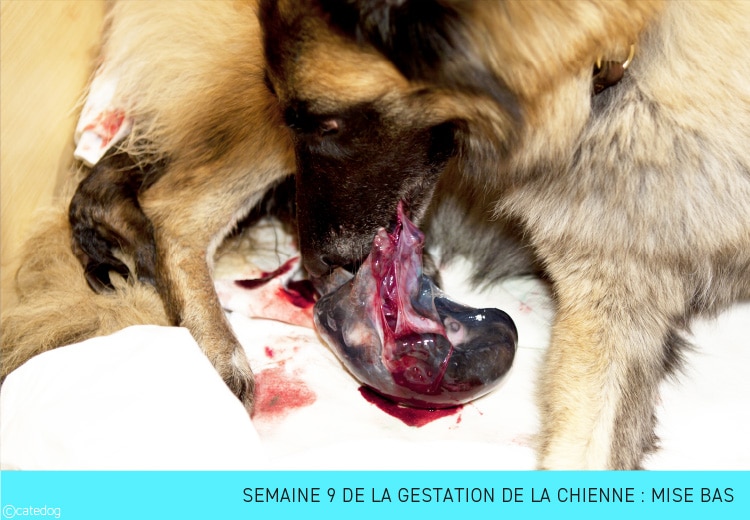 Gestation de la chienne semaine par semaine : mise bas