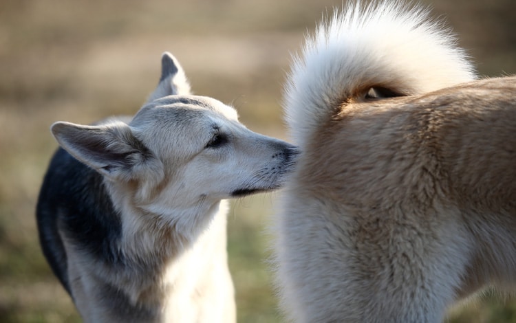 Reconnaissance entre chiens grâce à l’odeur dégagée par les glandes anales