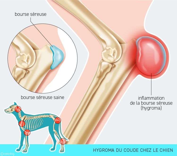 Hygroma du coude ou bursite chez le chien