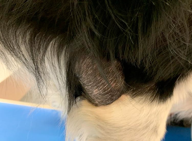 Hygroma du coude ou bursite chez le chien