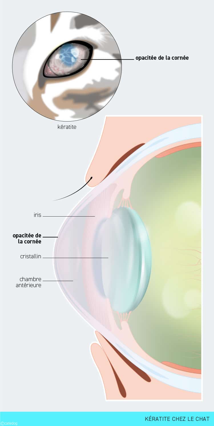 Kératite chez le chat avec oeil opaque bleu ou blanc