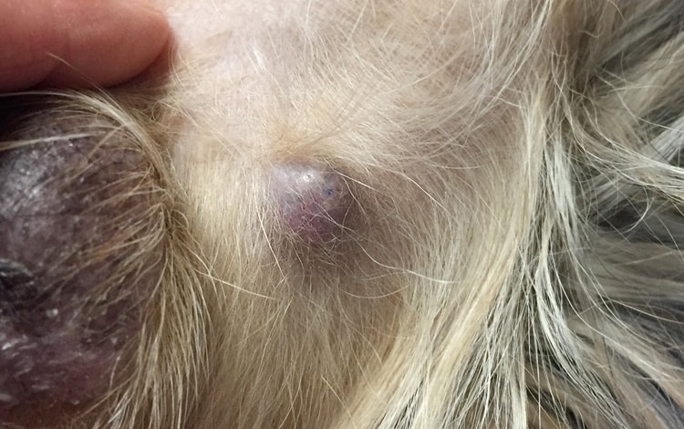 Kyste sébacé sur la peau d'un chat