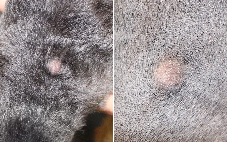 Tumeur kyste sébacé sur la peau d'un chien