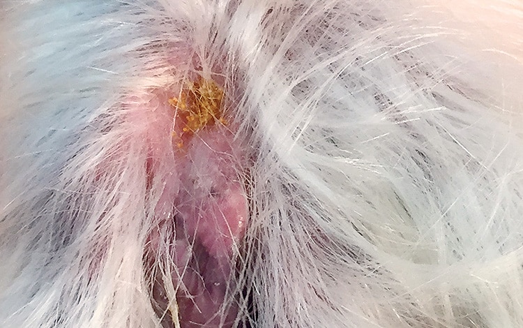 Larves d’aoûtats sur la patte d'un chien