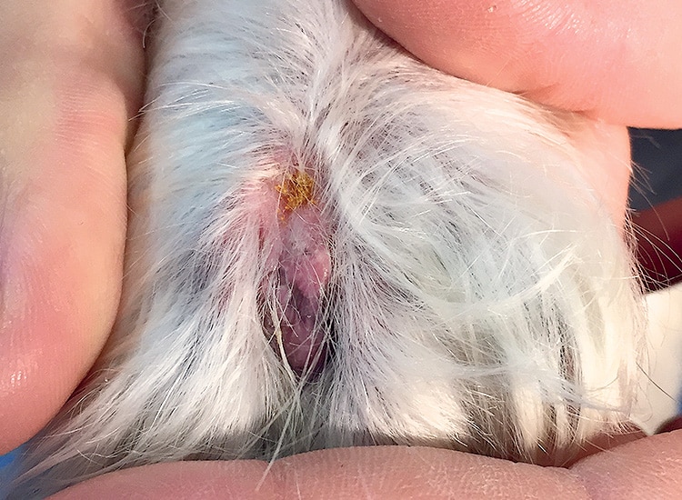 Larves d’aoûtats sur la patte d'un chien