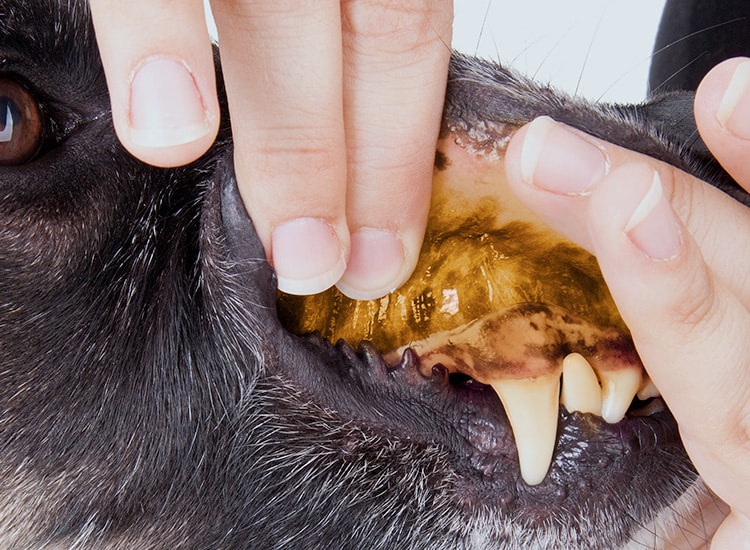 Leptospirose chez le chien avec jaunissement des muqueuses dans la gueule