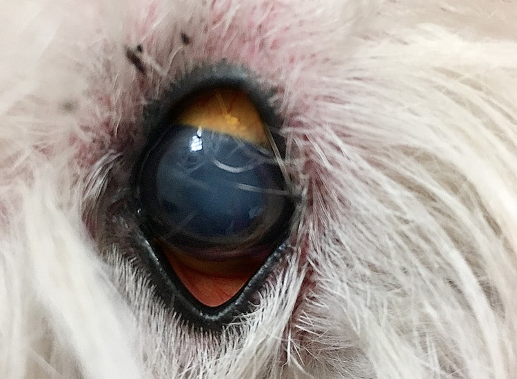Leptospirose chez le chien avec jaunissement des yeux