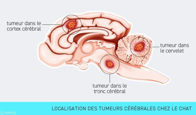 Localisation des tumeur cérébrales chez le chat