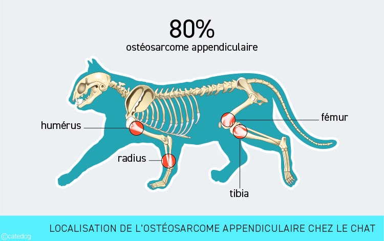 Tumeur osseuse ostéosarcome appendiculaire chez le chat