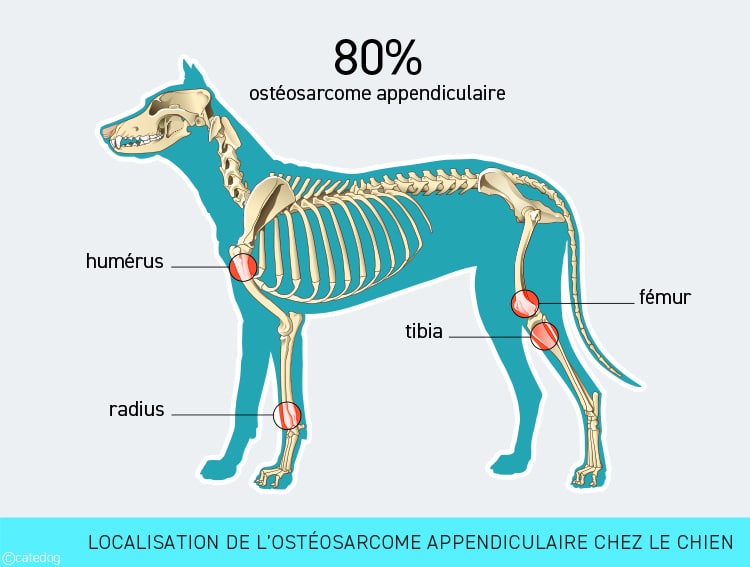 Tumeur osseuse ostéosarcome appendiculaire chez le chien